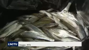 18&#039;000 poissons ont été retrouvés mort au bord de la Sarine