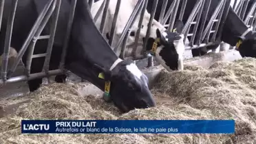 Les producteurs de lait tirent la sonnette d&#039;alarme
