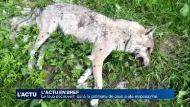 Le loup découvert dans la commune de Jaun a été empoisonné