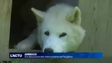 A la rencontre des chiens polaires de Fiaugères