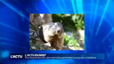 Trois marmottes gambadent au zoo de La Garenne