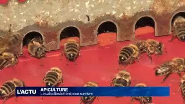 Les abeilles luttent pour survivre