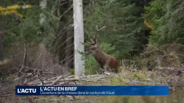 Ouverture de la chasse dans le canton de Vaud