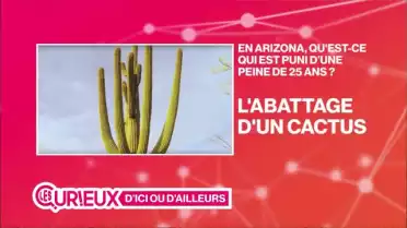 25 ans de prison pour l&#039;abattage d&#039;un cactus en Arizona