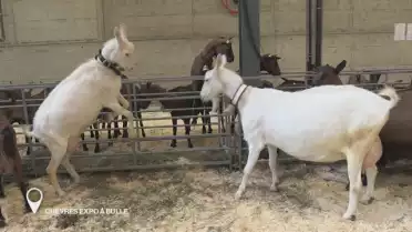 Chèvres Expo à Bulle