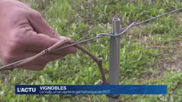 Les vignes un an après le gel