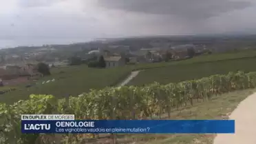 La Suisse alémanique, eldorado des vignerons vaudois ?
