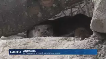 Le zoo de La Garenne a accueilli sa première loutre