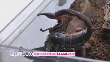 500 scorpions à la maison
