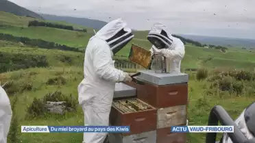 Du miel broyard chez les Kiwis