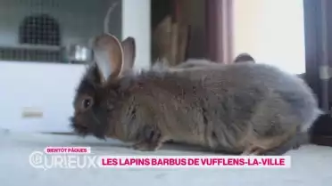 Les lapins barbus de Vufflens-la-Ville