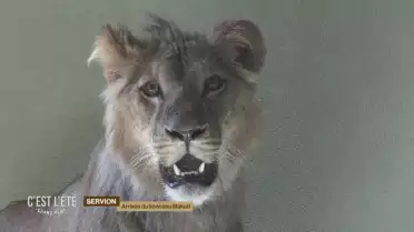 Arrivée du lion Makuti au zoo de Servion