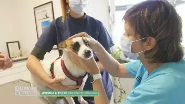 Jessica a testé - Aller chez le vétérinaire