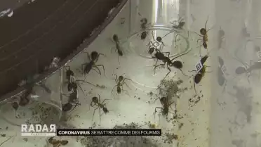 Les fourmis vont-elles sauver le monde ?