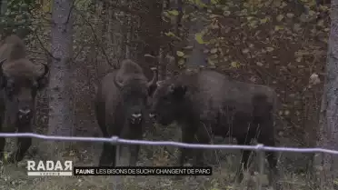 Les bisons de Suchy ont déménagé