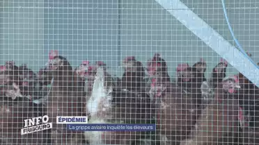 La grippe aviaire inquiète les éleveurs
