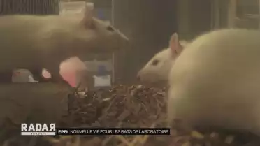 Offrir une nouvelle vie à des rats de laboratoire