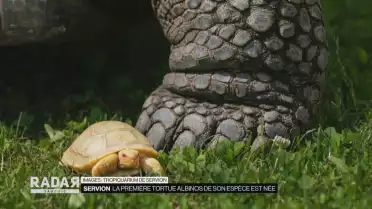 La première tortue albinos de son espèce est née à Servion