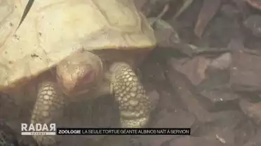 La seule tortue géante albinos nait à Servion