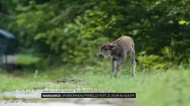Un bisonneau femelle voit le jour à Suchy