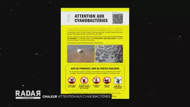 Attention aux cyanobactéries