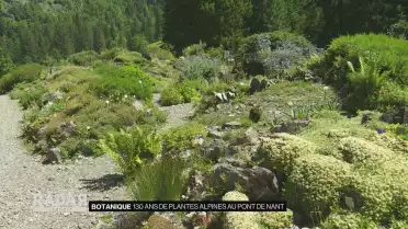 130 ans de plantes alpines au Pont de Nant