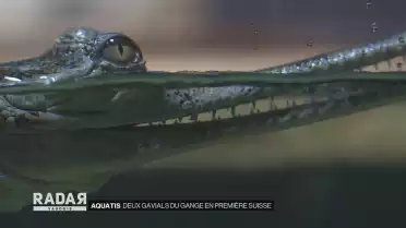 Aquatis : deux gavials en première suisse