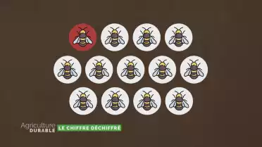 Le chiffre déchiffré - Les abeilles et les pesticides