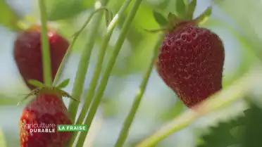 Zoom sur la fraise