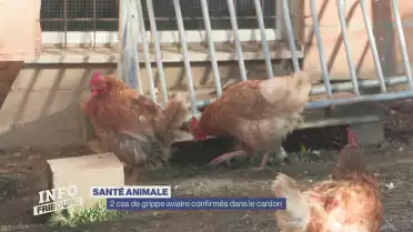 Deux cas de grippe aviaire confirmés dans le canton