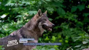 Un loup abattu dans les Préalpes fribourgeoises