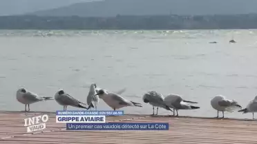 Un premier cas de grippe aviaire sur Vaud