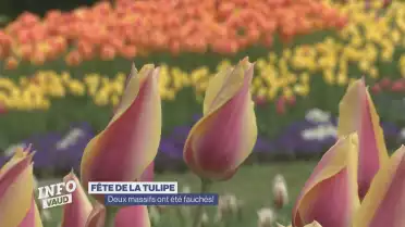 Des oignons de tulipes dérobés à Morges