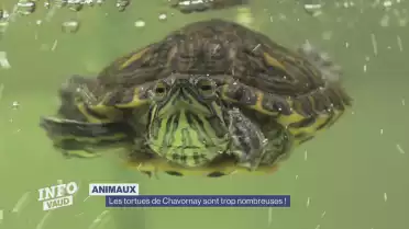 Chavornay : le sanctuaire de tortues est plein