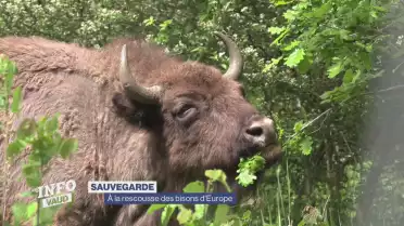 À la rescousse des bisons d&#039;Europe