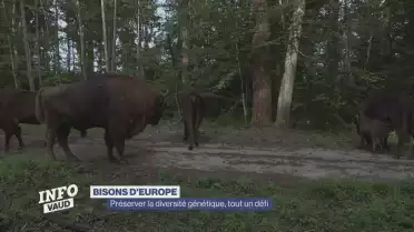 A Suchy, les bisons d&#039;Europe sont préservés