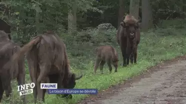 Le bison d&#039;Europe, un animal encore méconnu