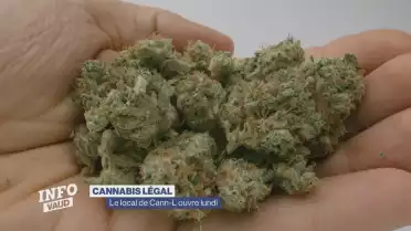 Cannabis légal : le projet-pilot Cann-L est lancé