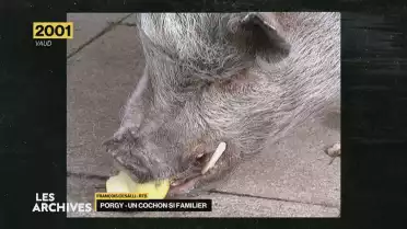 Les Archives - Porgy, un cochon de compagnie