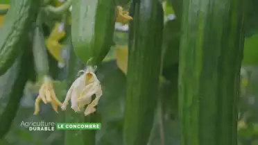 Zoom sur le concombre