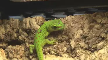 Serpent, lézard, gecko: place aux reptiles!