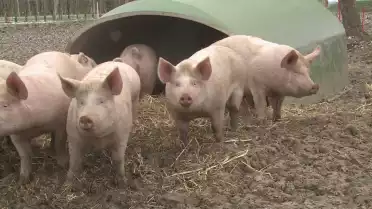 Des cochons d&#039;élevage heureux!