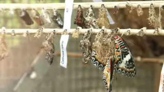 Visibilis du 19.05.11 - papiliorama de kerzers