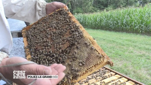 Portrait d&#039;Alain Perrier, apiculteur