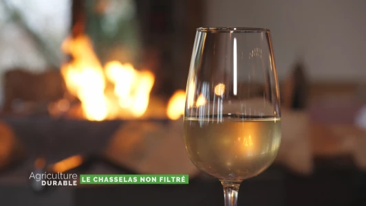 Zoom sur le chasselas non filtré