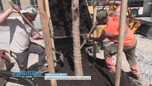 4 platanes sur la place Sainte-Catherine