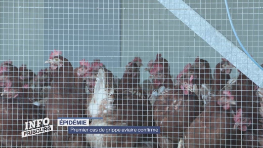 Premier cas de grippe aviaire confirmé