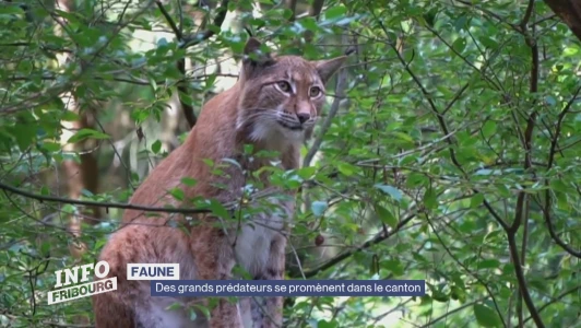 Des grands prédateurs se promènent dans le canton