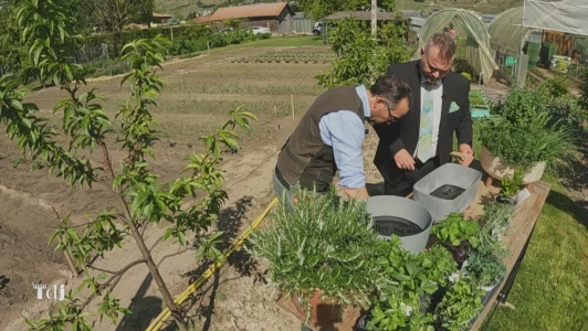 Les herbes aromatiques