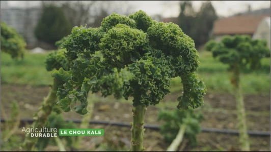 Zoom sur le chou kale
